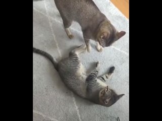 cats fight funny video cats play