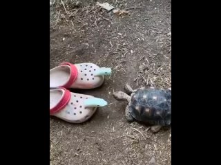 turtle and sneakers funny video a bit confused