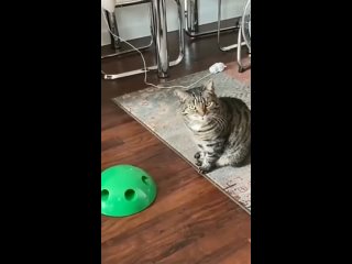 wtf? play yourself funny video cat and toy