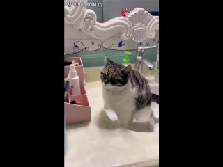 and so i wanted to do everything beautifully funny video sorry for the cat in the toilet