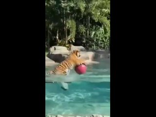 tiger catches the ball