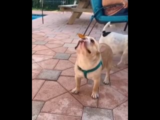 happy flew on the nose funny video dog butterfly