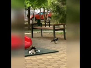 crow hunting cat's tail funny video