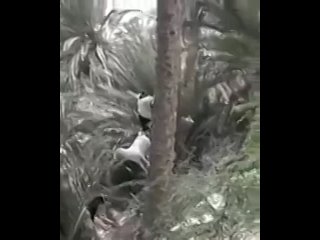 goats climb trees funny video