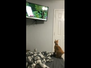failed hunter. the cat jumped on the tv funny video