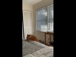 it's time for a diet funny video the cat almost jumped to the bed