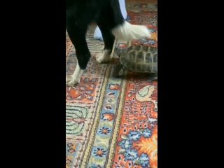 turtle almost bit the dog funny video